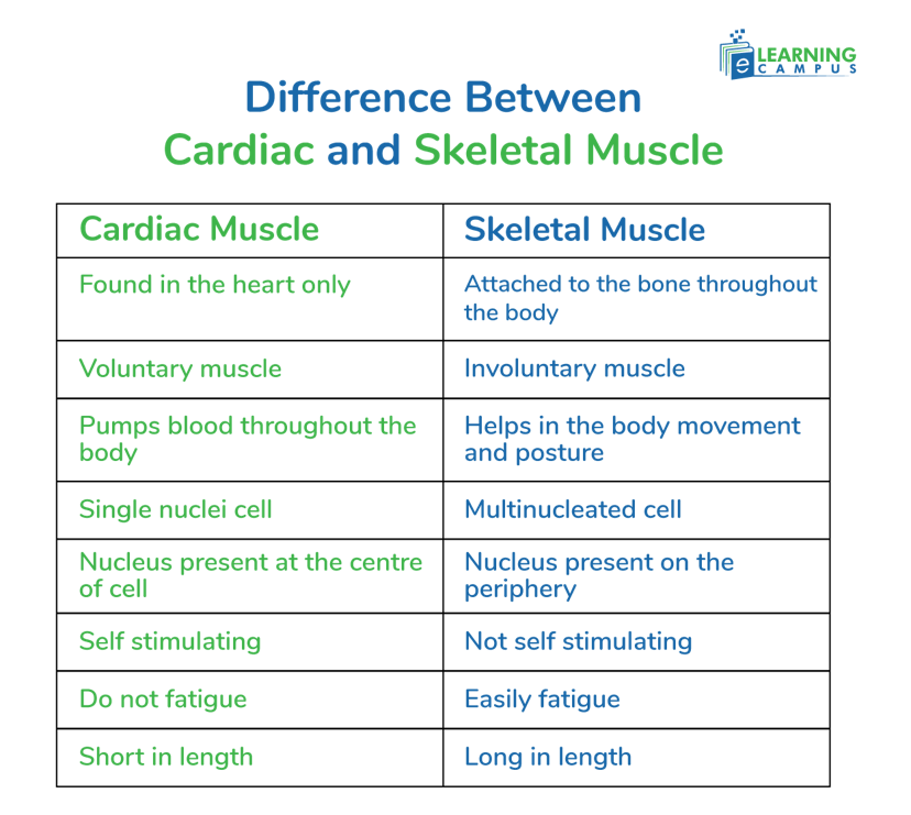 Difference Between Cardiac and Skeletal Muscle by structure and functions