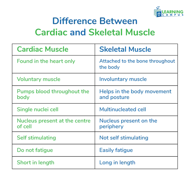 Cardiac vs Skeletal Muscle – Key Differences, Structure and Functions