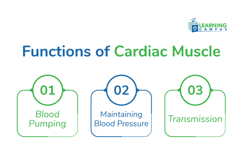 How Cardiac Muscle pump blood to maintain pressure and transmission 