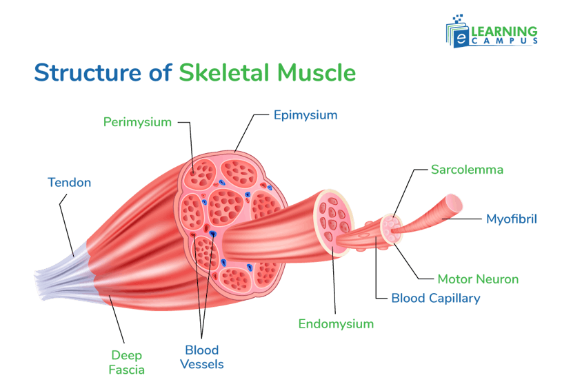 Structure of Skeletal Muscle with Multinucleated Fibers