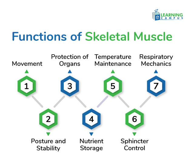 Cardiac vs Skeletal Muscle – Key Differences, Structure and Functions