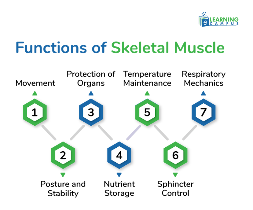 Functions of Skeletal Muscle  controlling movement and different mechanisms 