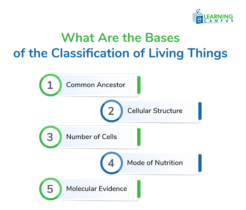 Bases of the Classification of Living Things