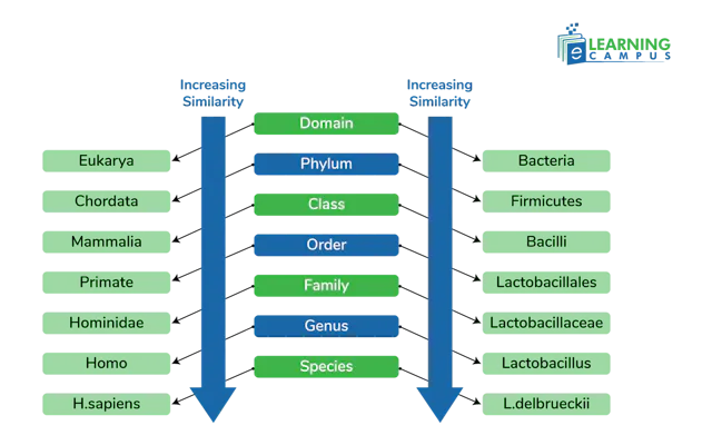 Classification of Living Things |Taxonomy(biology)| living organisms