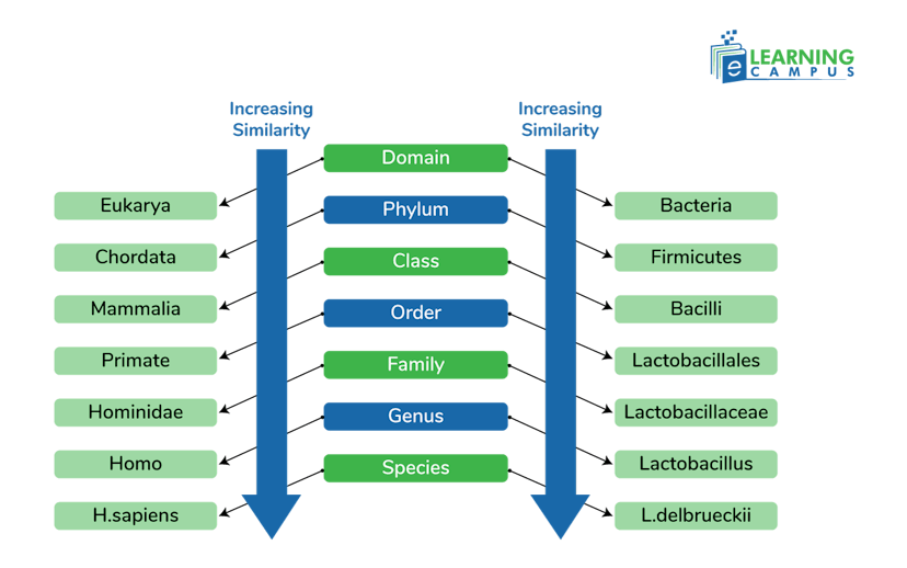 taxonomic levels of classification