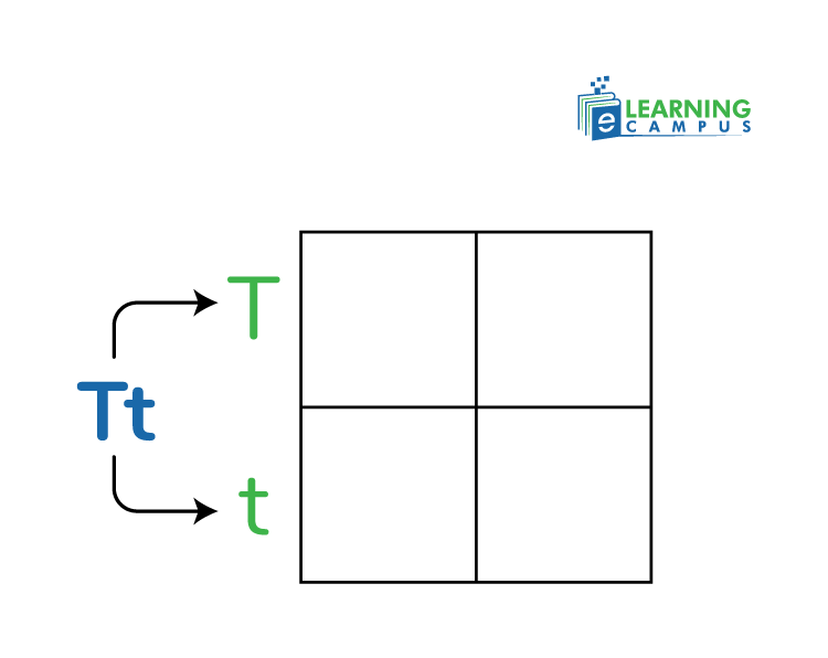 How to use punnet square