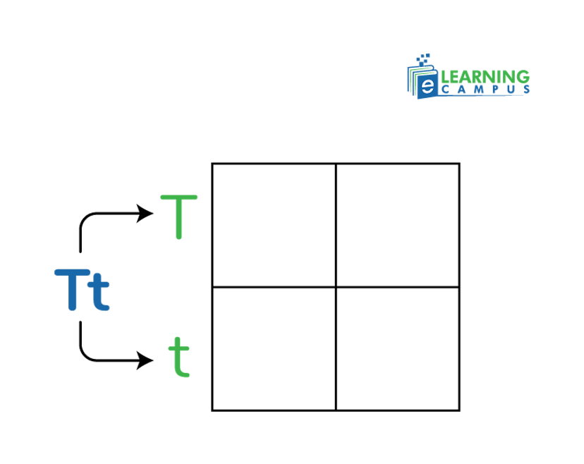 How to use punnet square