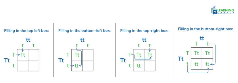 How to use a Punnett square for the  prediction of offspring