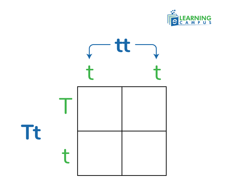 How to generate punnet square