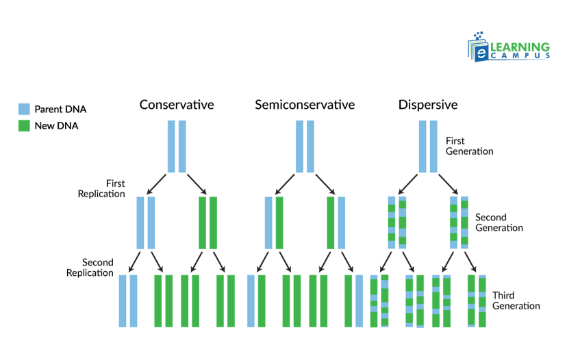 DNA Replication Models
