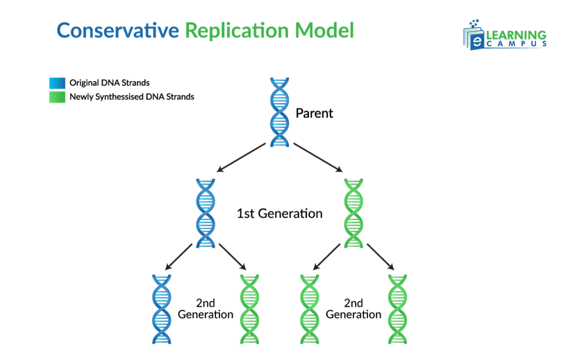 Conservative Model of DNA Replication