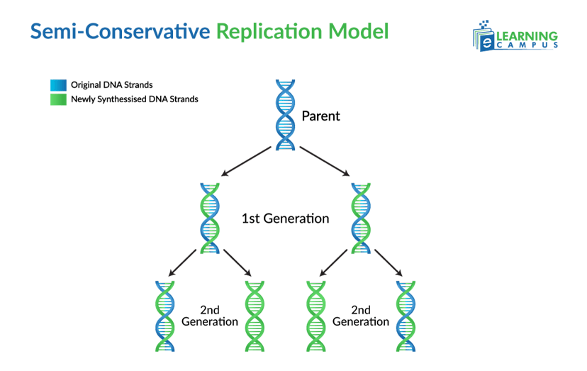 Semi-Conservative Model of DNA Replication