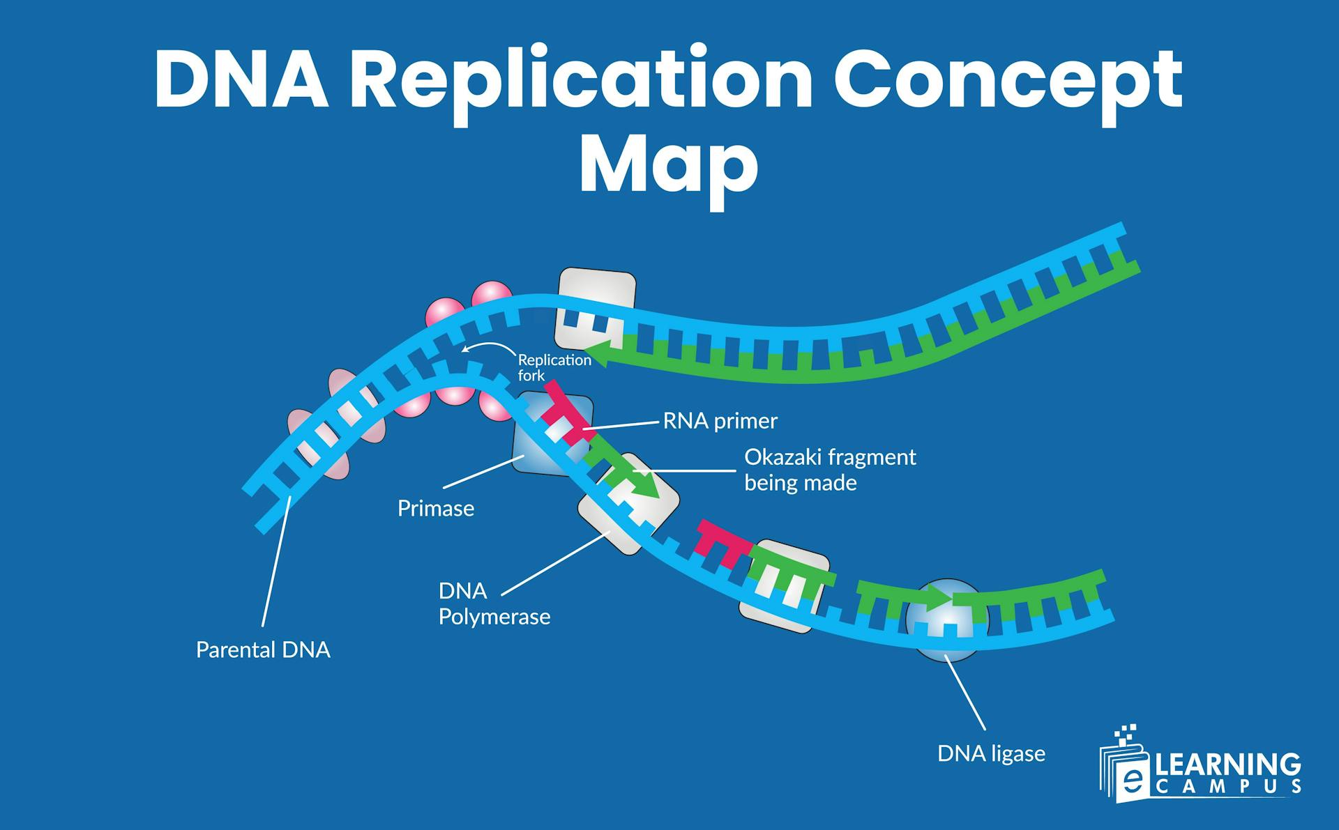 DNA Replication Concept Map- Prokaryotes and Eukaryotes