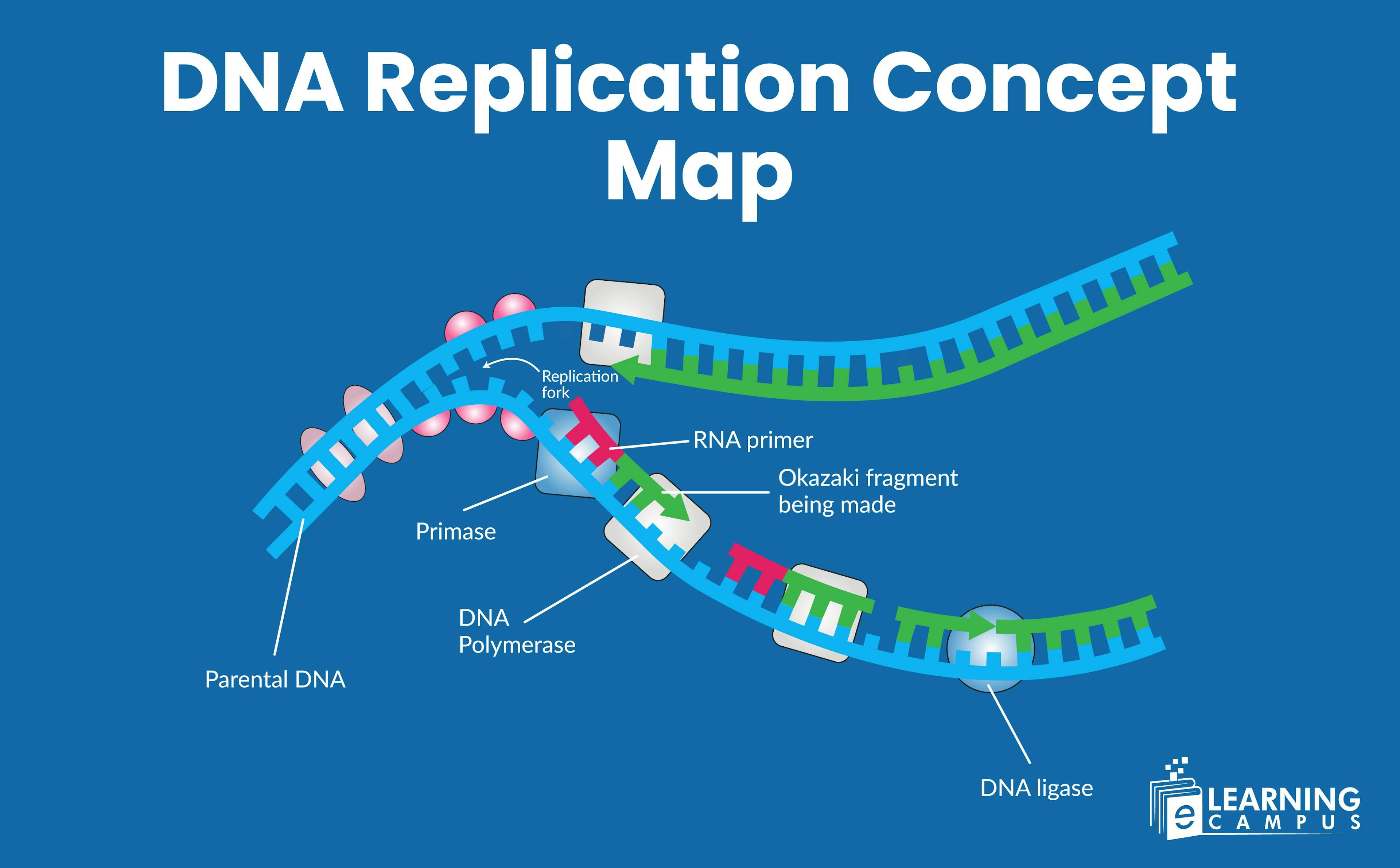DNA Replication Concept Map- Prokaryotes and Eukaryotes