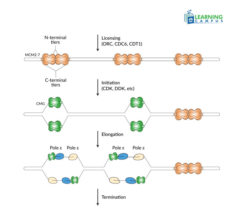 DNA Replication Diagram
