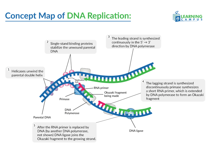 Steps and Process of DNA Replication