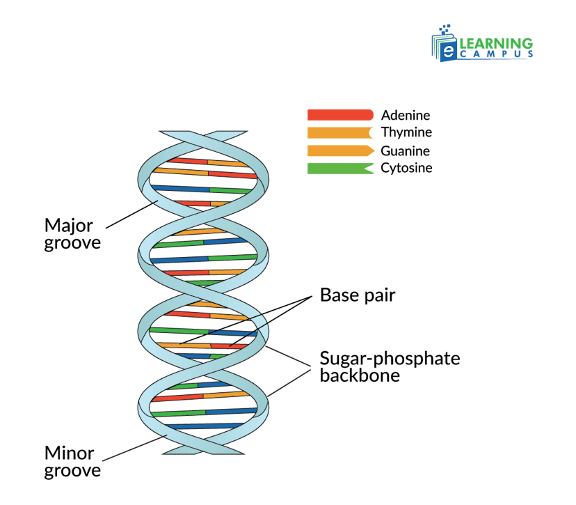 Understanding the Structure of DNA