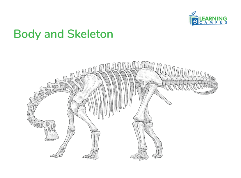 Nigersaurus skeleton