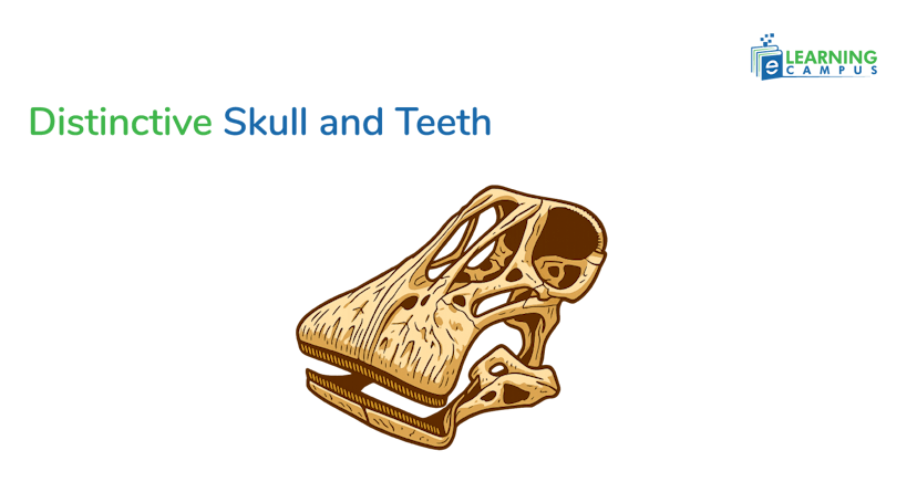 Skull and Teeth of dinosaur with 500 teeth