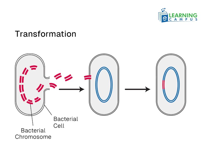 Bacterial Reproduction and Genetic Transfer–Transformation