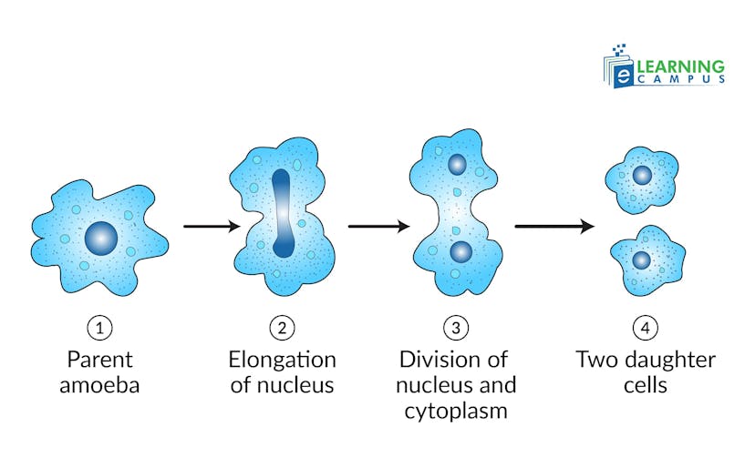 Binary Fission in Amoeba–steps 
