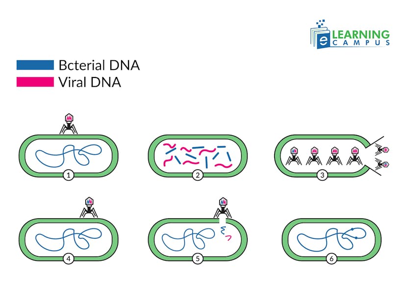 Bacterial Reproduction and Genetic Transfer–Transduction