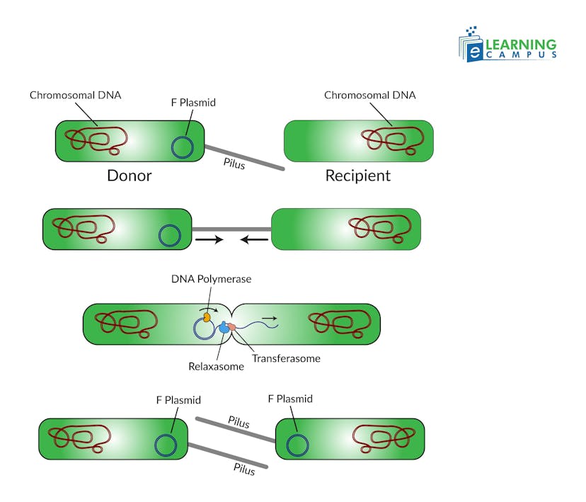 Bacterial Reproduction and Genetic Transfer–Conjugation