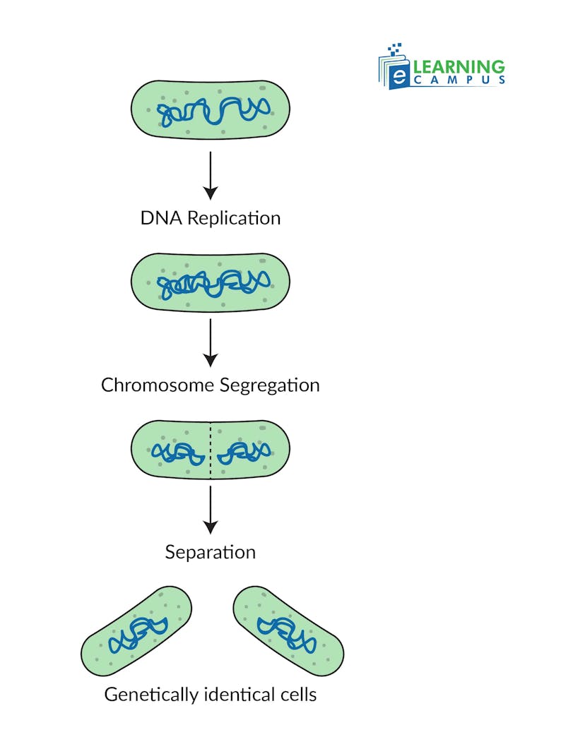 Binary Fission in Bacteria 