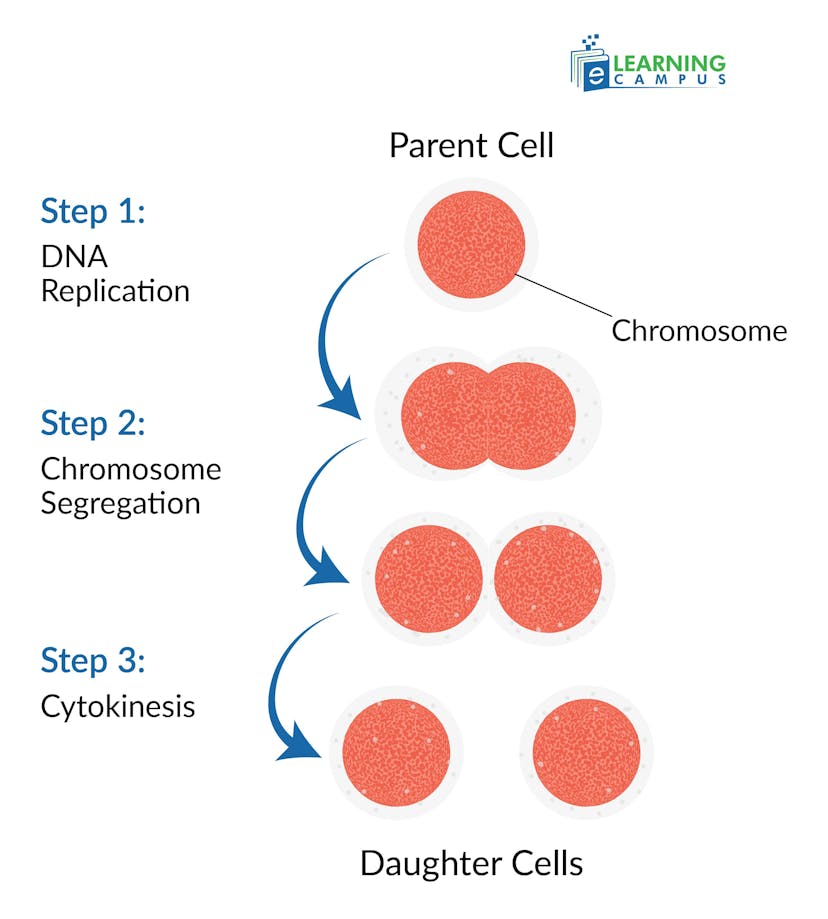 The Process of Reproduction in Prokaryotes–Binary Fission