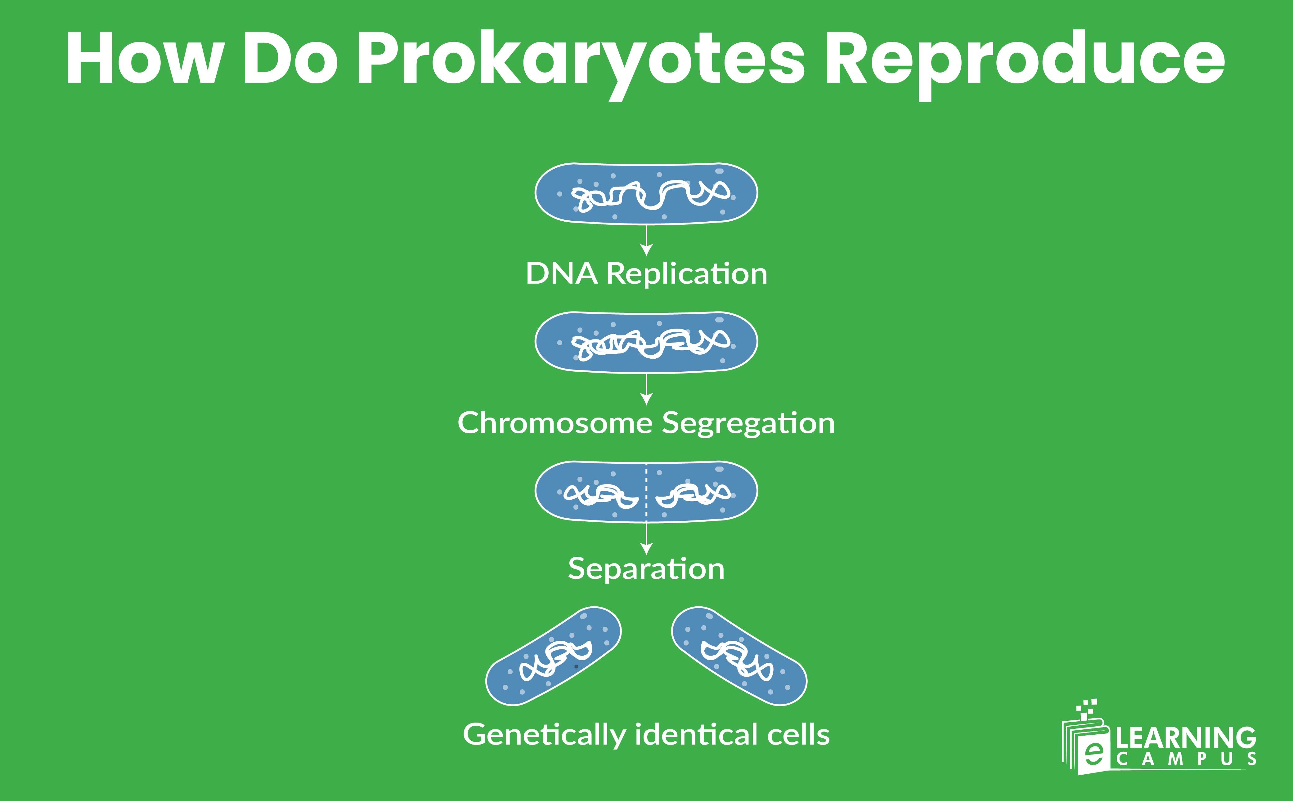 How Do Prokaryotes Reproduce | Biotechnology | Complete Guide
