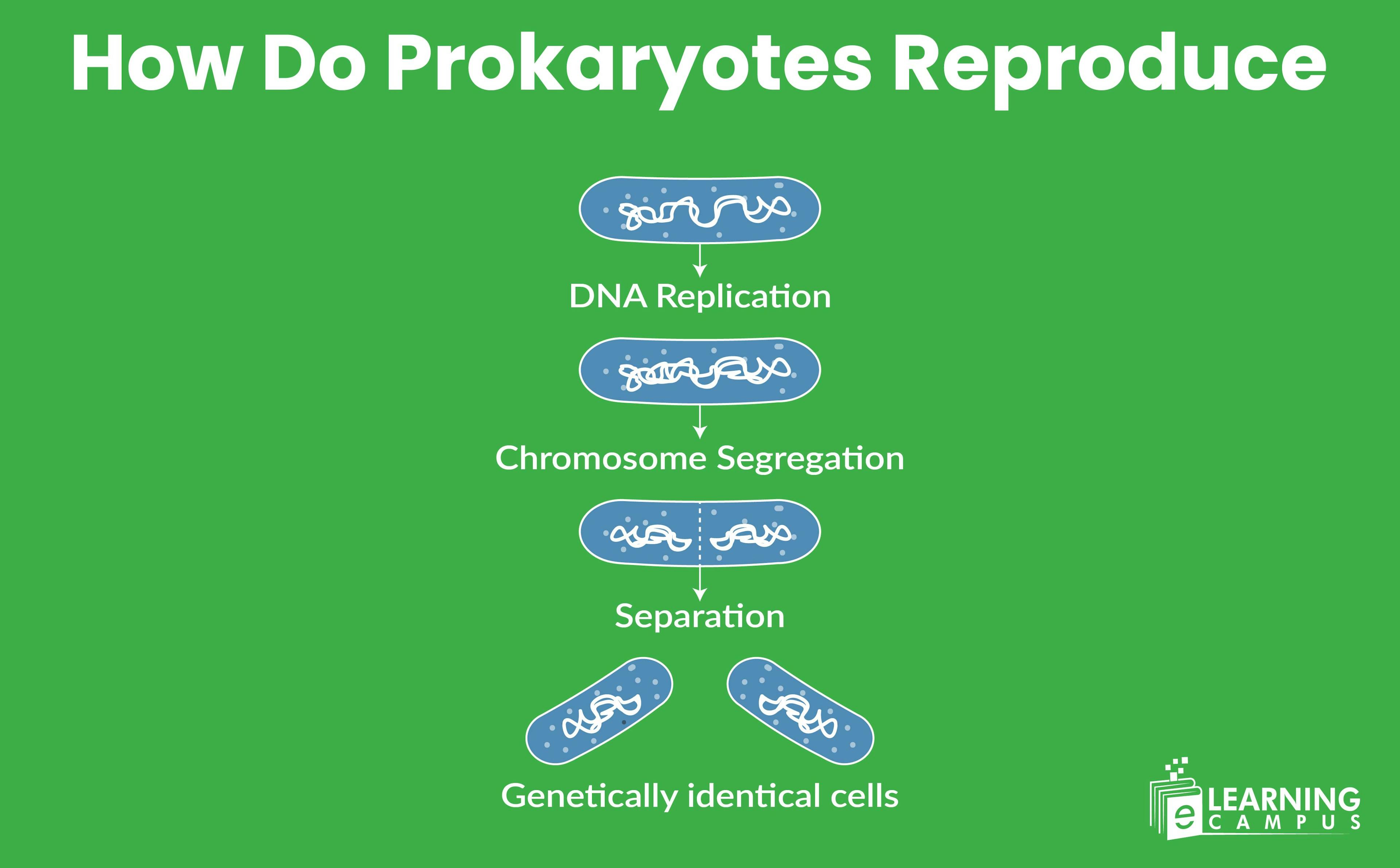 The Reproduction Process in Prokaryotes Explained