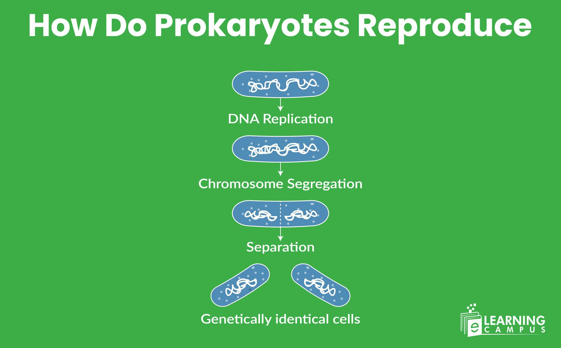 The Reproduction Process in Prokaryotes Explained