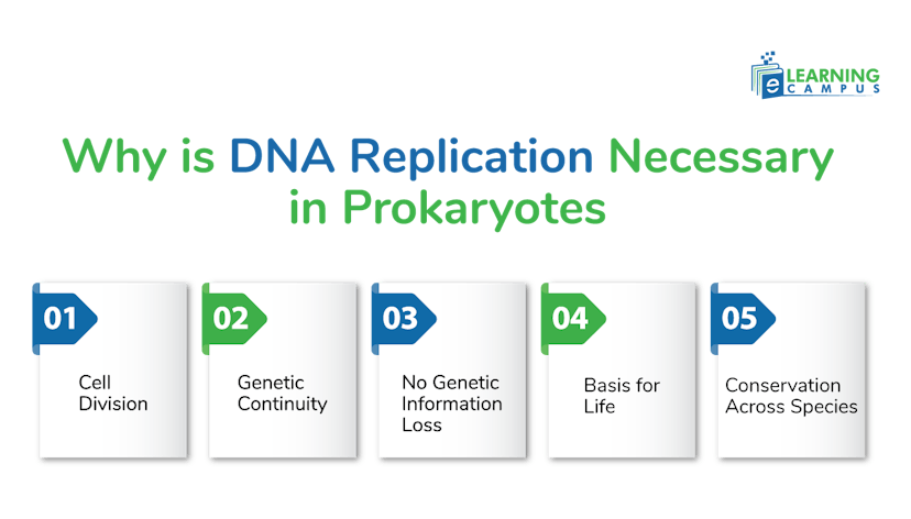 Why is DNA Replication Necessary in Prokaryotes
