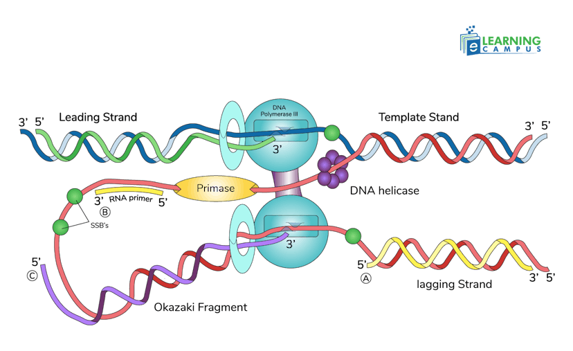 Steps of the DNA Replication Process in Prokaryotes