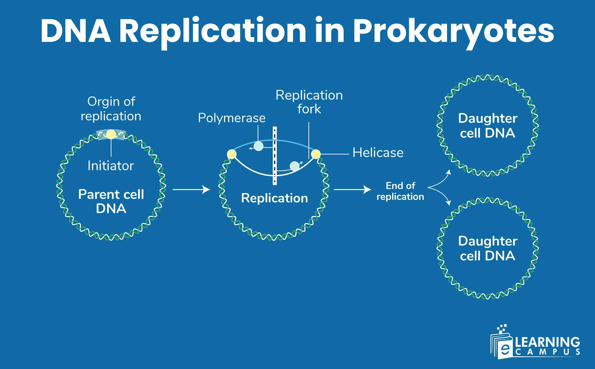 DNA Replication in Prokaryotes Explained