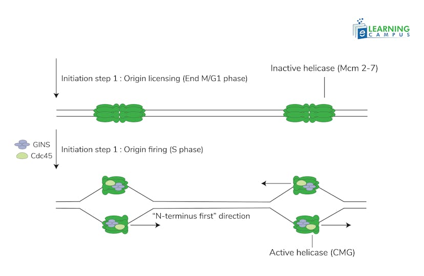 Initiation in Eukaryotic DNA Replication