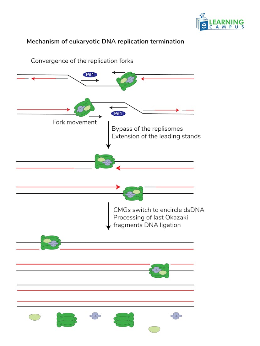 Initiation in Eukaryotic DNA Replication