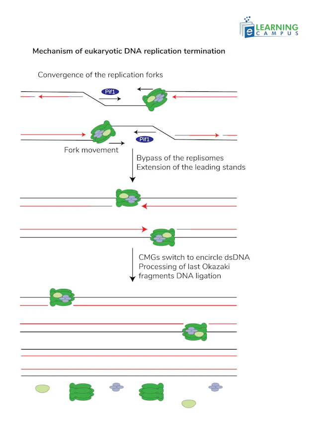 DNA Replication in Eukaryotes |Complete Step, Guide with diagram