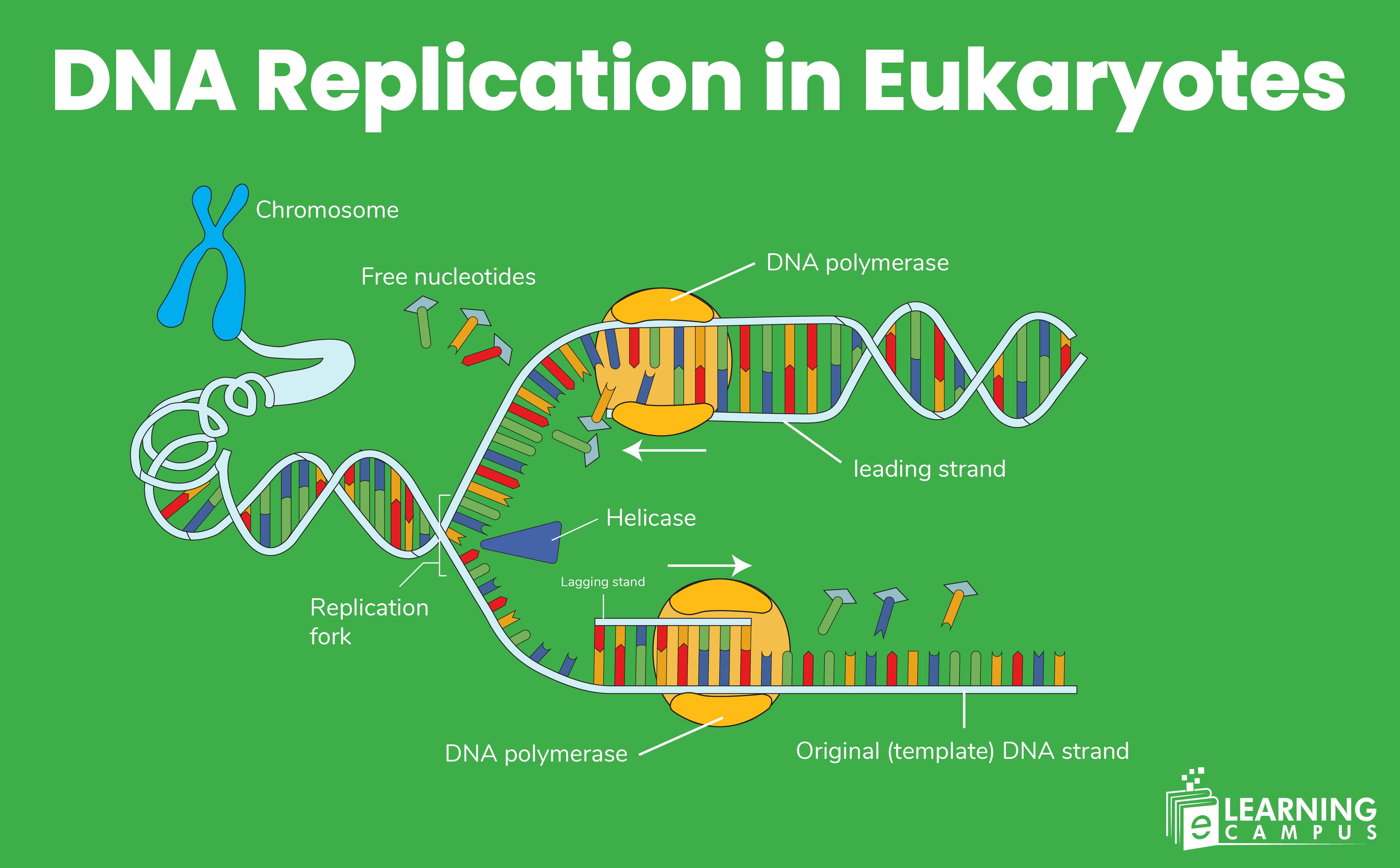 DNA Replication in Eukaryotes |Complete Step, Guide with diagram