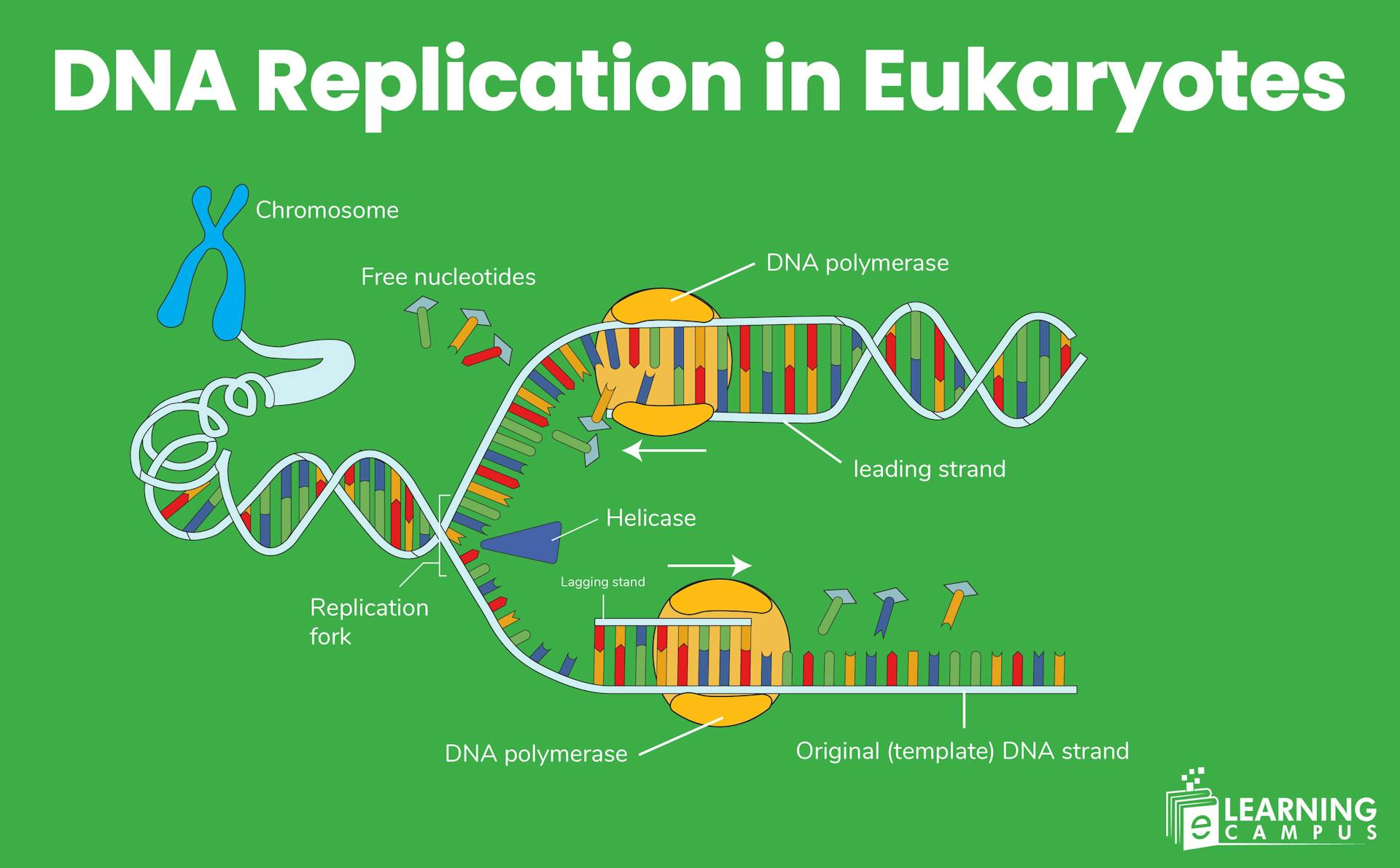 DNA Replication in Eukaryotes Explained