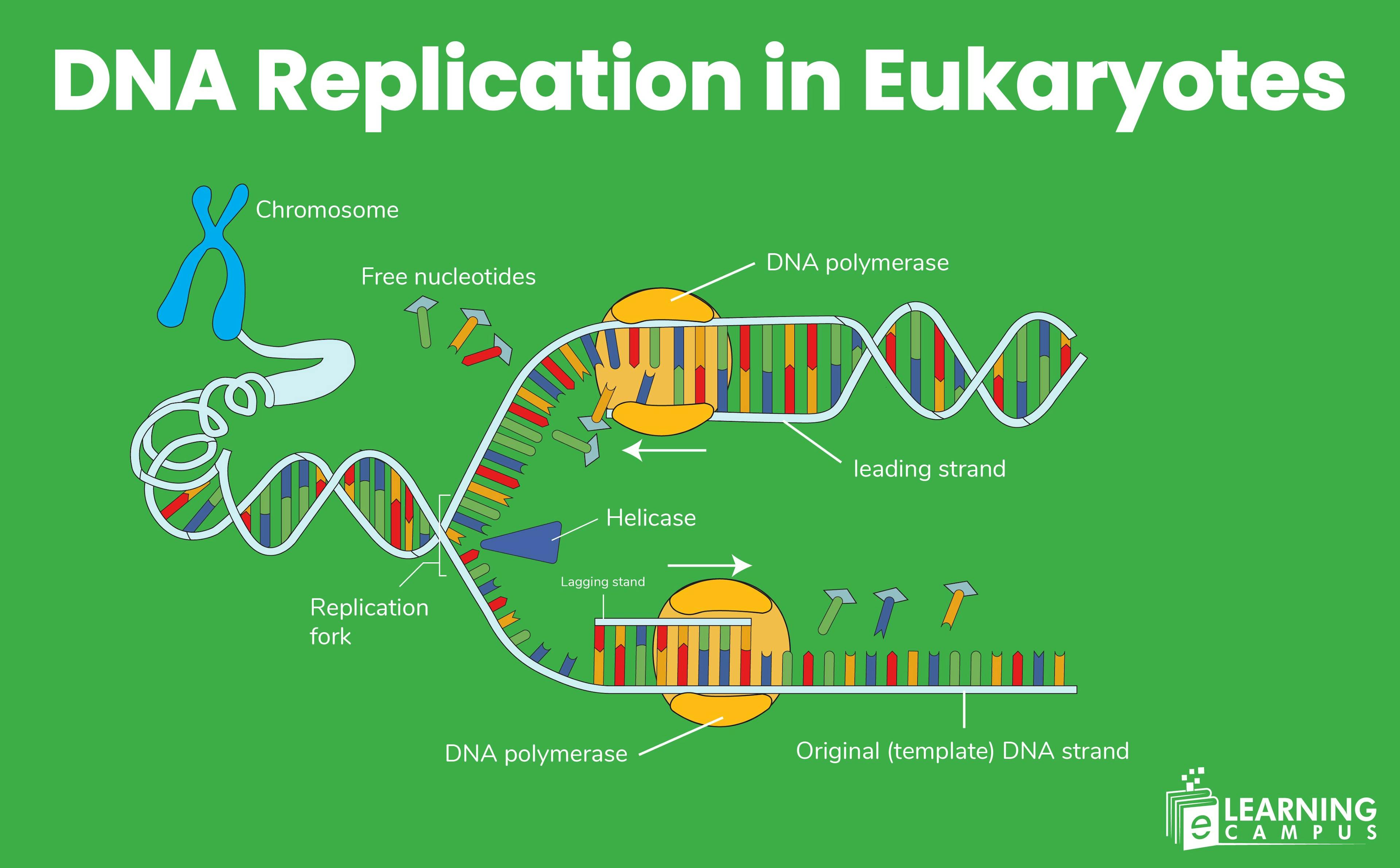 DNA Replication in Eukaryotes Explained