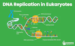 DNA Replication in Eukaryotes |Complete Step, Guide with diagram