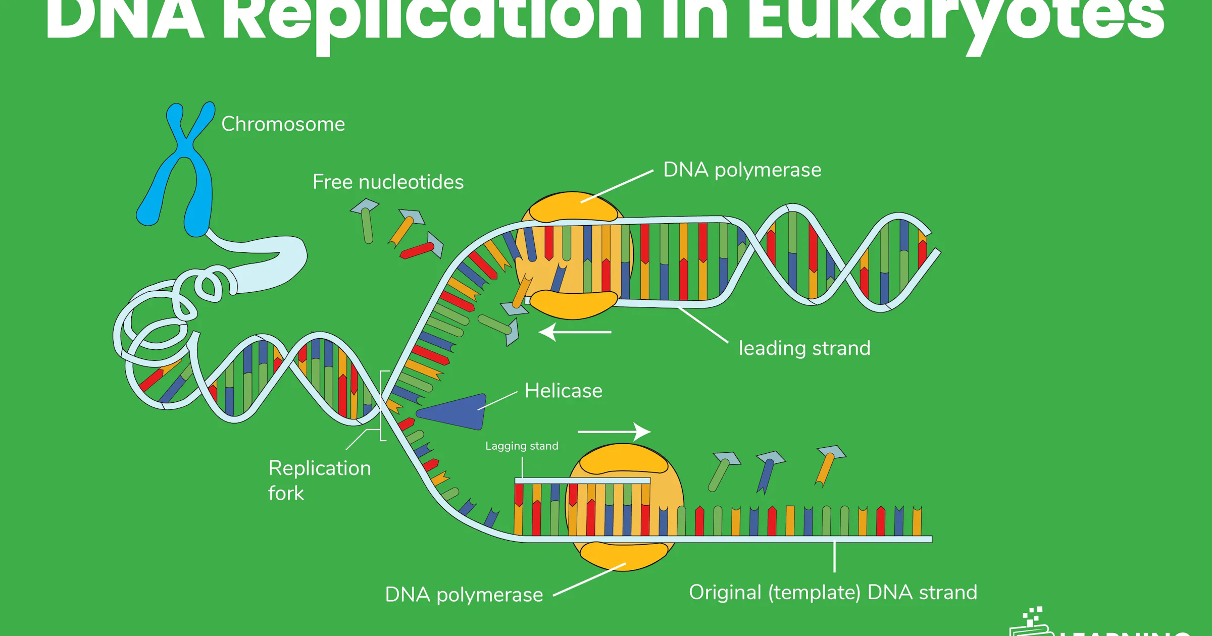 DNA Replication in Eukaryotes |Complete Step, Guide with diagram
