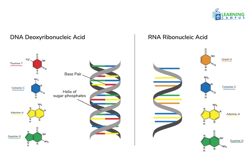 DNA vs RNA Structure- Similarities and Differences