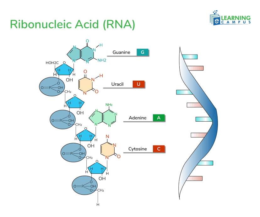 Chemical Composition of RNA
