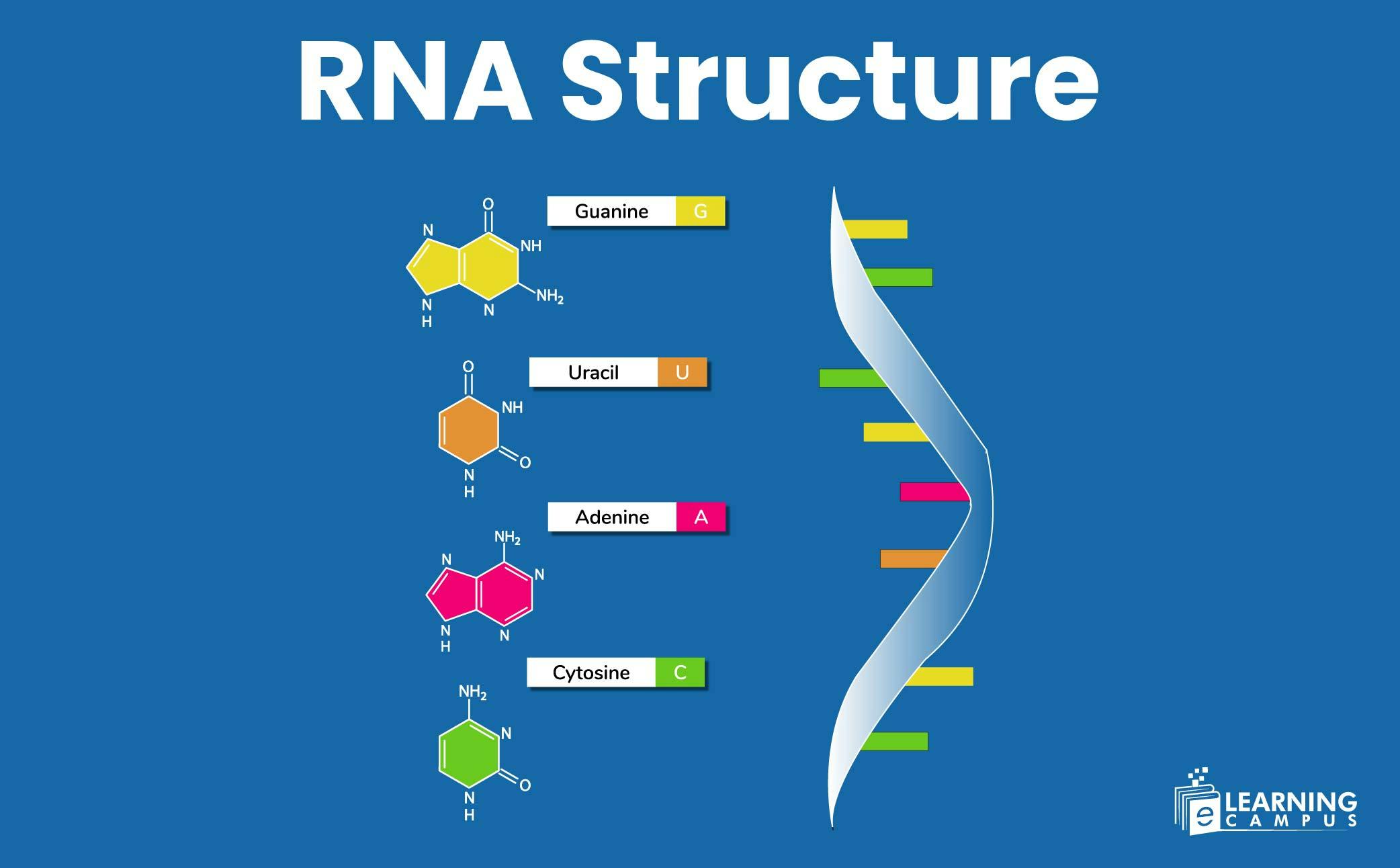 RNA Structure & Function Explained
