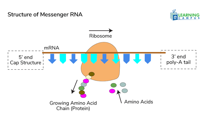 Structure and Function of Messenger RNA