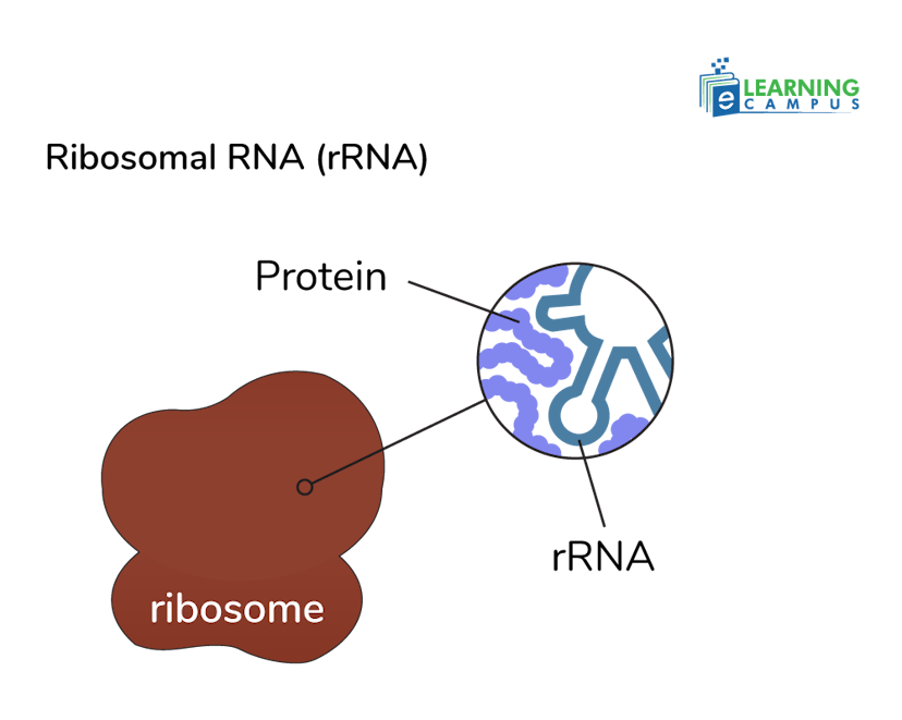 Prismic Image