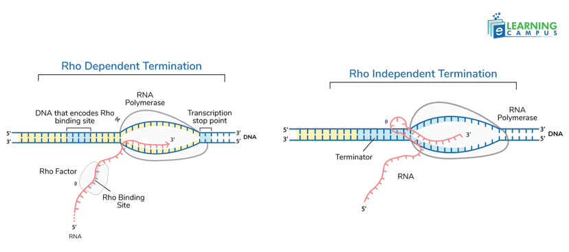 Termination is the final stage of transcription