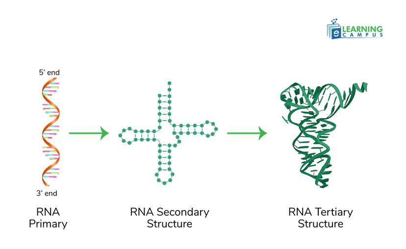 Primary, Secondary, and Tertiary Structure of RNA